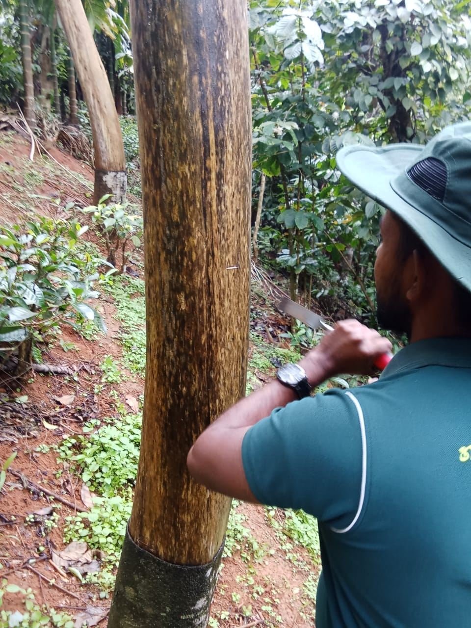 Inoculation work on an agarwood tree