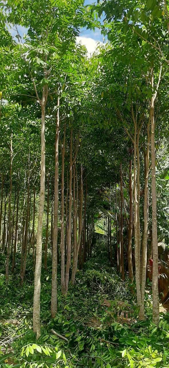 Aquilaria plantation rows in Sri Lanka