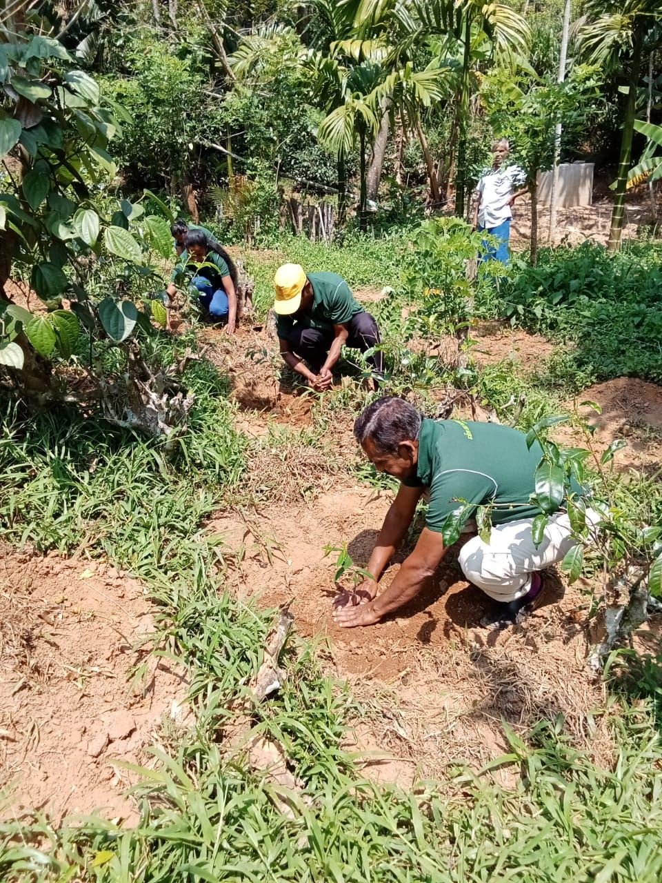 Plantation Development