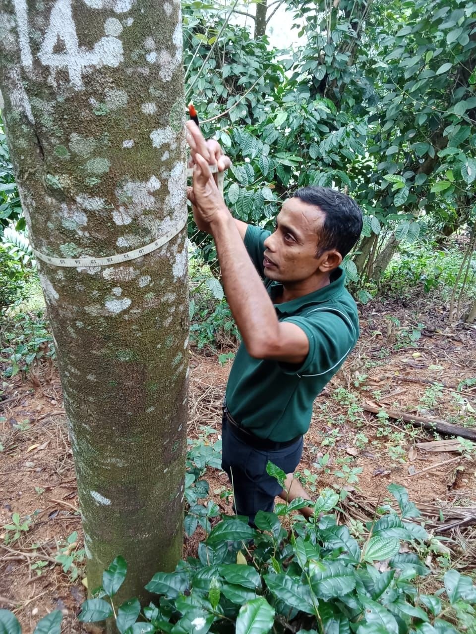 Field officer measuring an Aquilaria tree for traceability records